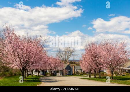 Cerisiers en fleurs dans le petit quartier de Portsmouth, Rhode Island Banque D'Images