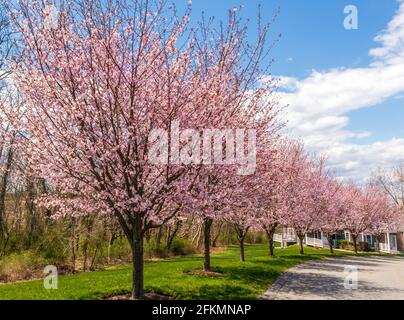 Cerisiers en fleurs dans le petit quartier de Portsmouth, Rhode Island Banque D'Images