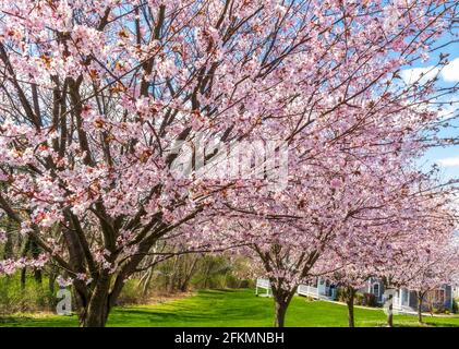 Cerisiers en fleurs dans le petit quartier de Portsmouth, Rhode Island Banque D'Images