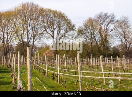 Une longue rangée de vignes plantées dans les champs d'un vignoble. Newport, Rhode Island, début du printemps. Banque D'Images