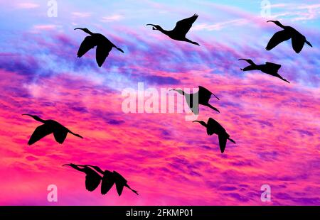 Une Flock of Birds volante avec des ailes étalées silhouetté Contre UN ciel de coucher de soleil coloré et vif Banque D'Images