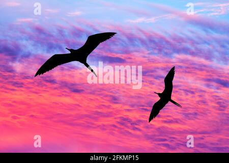 Deux oiseaux volées avec des ailes étalées silhouetté contre UN Ciel de coucher de soleil aux couleurs vives Banque D'Images