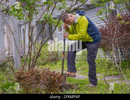 Mature Man digs Hole dans le jardin de New York Banque D'Images