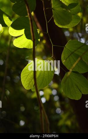 Feuilles d'arbre papillon. Rétroéclairage. Banque D'Images