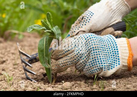 mains jardinier enlever les mauvaises herbes du jardin à l'aide d'un outil Banque D'Images