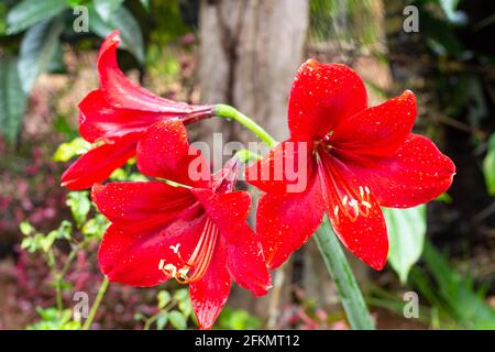 Fleur vive après la pluie, fleur à quatre voies, Amaryllidaceae, Banque D'Images