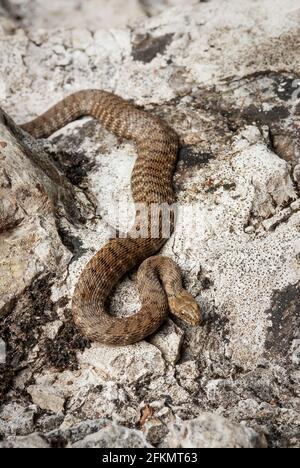 Serpent lisse, Coronella austriaca, Colubridae, Farfa, Latium, Italie, Europe Banque D'Images