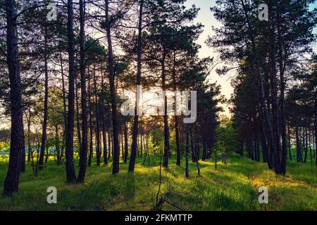 Poutres de soleil dans une forêt de pins Banque D'Images