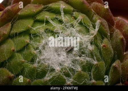 Sempervivum arachnoideum Catus suculenta ou suculigent web formant une macro de création photographie Banque D'Images