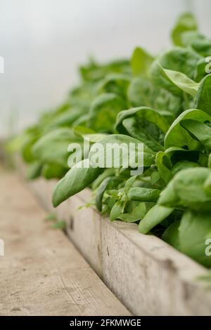 Jeunes épinards poussant dans un jardin urbain en serre. Gros plan sur les feuilles d'épinards vert foncé Banque D'Images