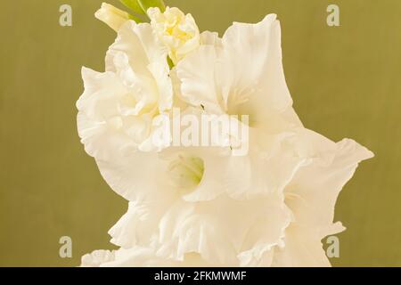 Gladiolus 'White Prosperity', Sword Lily Banque D'Images