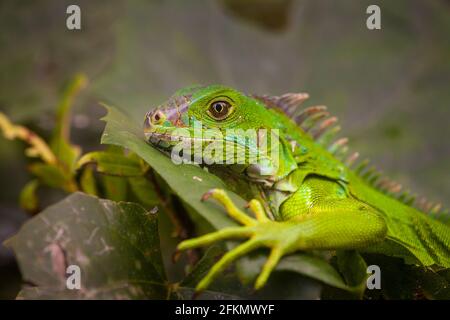 Iguane verte juvénile dans la forêt tropicale de Gamboa, parc national de Soberania, province de Colon, République du Panama, Amérique centrale. Banque D'Images