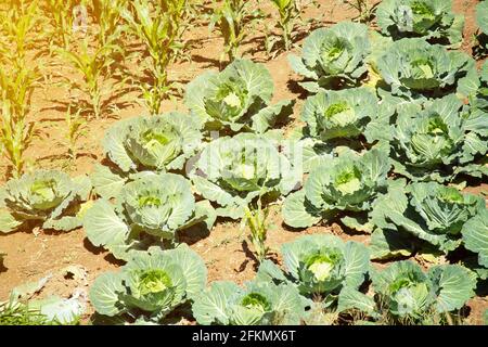 Un jardin plein d'abondance beauté Cabbage croissant dans le jardin, grand Chou Banque D'Images