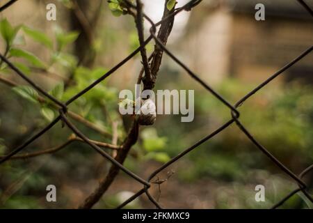 un petit escargot assis sur une branche d'arbre Banque D'Images