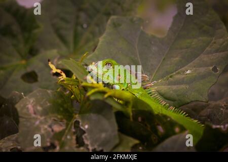 Iguane verte juvénile dans la forêt tropicale de Gamboa, parc national de Soberania, province de Colon, République du Panama, Amérique centrale. Banque D'Images