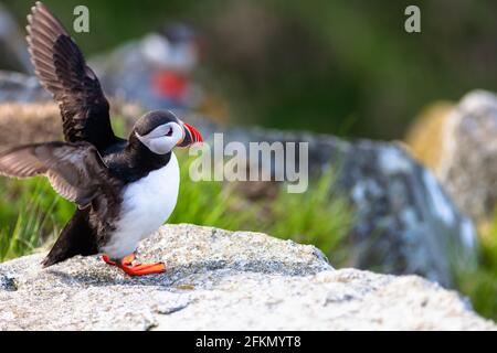 Puffin flip ses ailes sur une falaise Banque D'Images