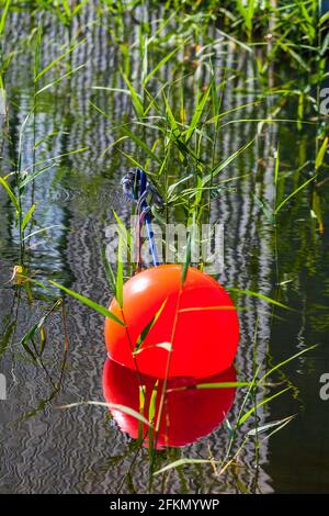 Bouée de mer orange dans l'eau Banque D'Images