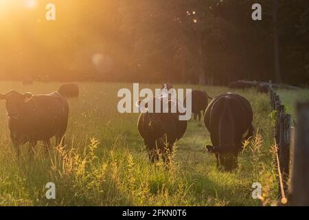 Un groupe de vaches de bœuf Angus le long d'une fenceline baignée dans la lumière dorée de la fin de l'après-midi. Banque D'Images