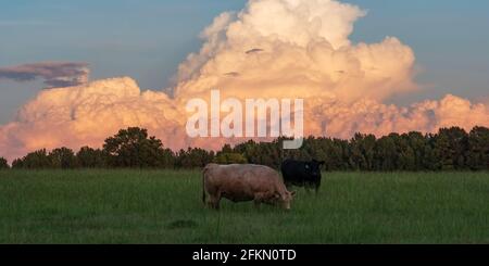 Deux vaches grasses dans un pâturage vert luxuriant avec des têtes d'orage vertigineuses illuminées par le soleil couchant en arrière-plan. Banque D'Images