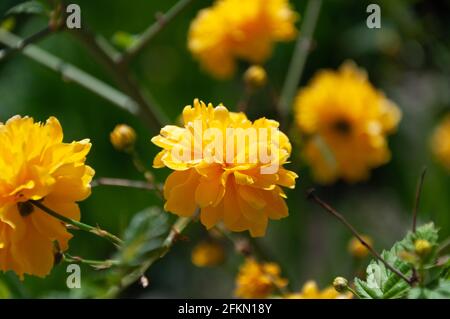 Fleurs de kérarie japonaise. Kerria japonica pendant la floraison. Jolie botynie lumineuse et ensoleillée. Banque D'Images