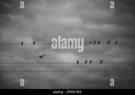 Photographie en noir et blanc d'oiseaux sauvages assis sur le des fils sur un fond de nuages sombres de tempête dans dramatique ciel gris Banque D'Images