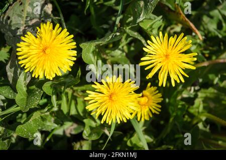 Taraxacum officinale, pissenlit jaune, fleurit dans un pré au printemps Banque D'Images