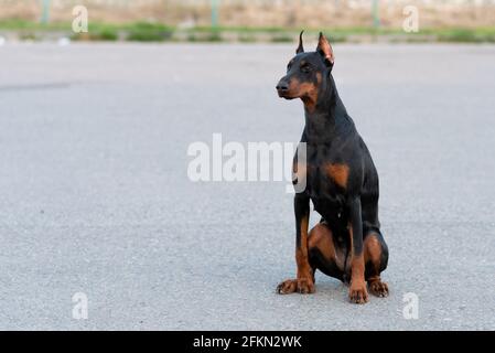 Doberman est assis sur une route asphaltée. Banque D'Images