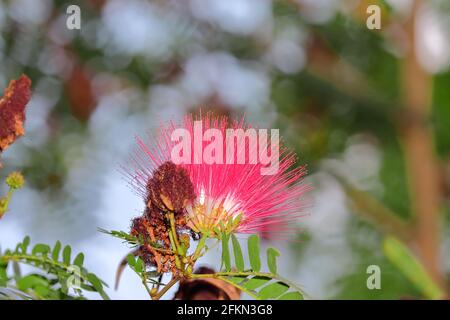 Gros plan de la fleur de l'arbre perse de soie ou Mimosa (Albizia julibrissin). Vue macro de l'arrière-plan des fleurs de Mimosa (Albizia julibrissin) Banque D'Images