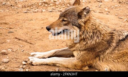 Le loup sauvage se trouve et regarde dans la distance. Animaux sauvages et zoos concept Banque D'Images