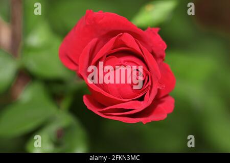 Vue rapprochée du haut de la belle fleur d'une rose rouge qui fleurit sur la roseraie dans le jardin de roses. Concept pour l'élevage de roses biologiques. Banque D'Images