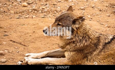 Le loup sauvage se trouve et regarde dans la distance. Animaux sauvages et zoos concept Banque D'Images