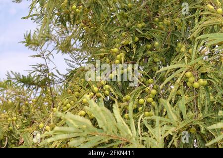 Gros plan d'UN bouquet de fruits d'amla verte (Phyllanthus emblica) sur un arbre dans le champ.Indian groseberry également connu sous le nom d'amla. Nom scientifique phy Banque D'Images