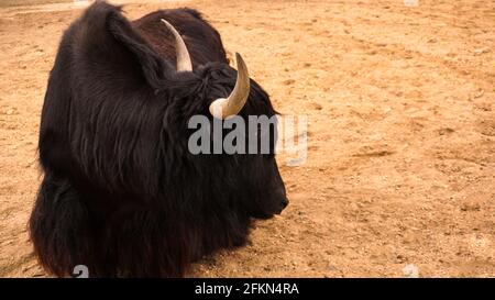 Taureau jaune domestique noir. Animal himalayen. Poncer sur l'arrière-plan, placer pour le texte. Agriculture, élevage ou concept de zoo Banque D'Images