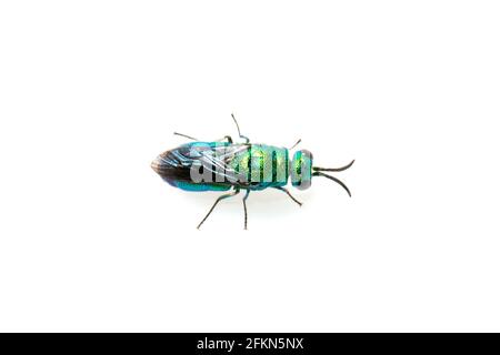 Image de la guêpe métallique (Chrysididae) isolée sur fond blanc. Insecte. Animal. Banque D'Images