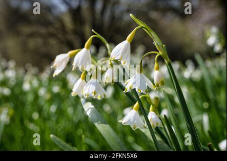 Grandes fleurs sauvages en forme de goutte de neige qui poussent au début du printemps en Irlande Banque D'Images