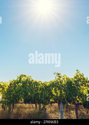 Vignobles de Coonawarra, vue depuis la Riddoch Hwy, Australie méridionale Banque D'Images