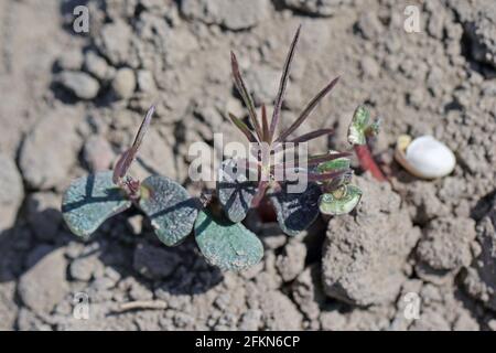 Jeunes plantes lupin endommagées par des ravageurs du sol. Banque D'Images