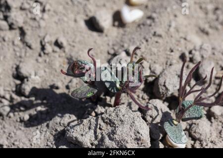 Jeunes plantes lupin endommagées par des ravageurs du sol. Banque D'Images