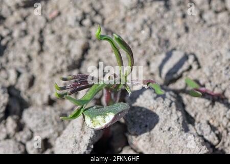 Jeunes plantes lupin endommagées par des ravageurs du sol. Banque D'Images