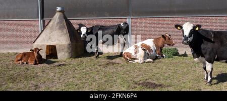 vaches tachetées et veau à l'extérieur de la ferme aux pays-bas jour de printemps ensoleillé Banque D'Images