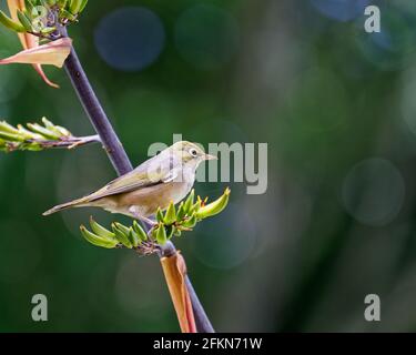 Le silvereye/tauhou sur une fleur de lin – également connu sous le nom d'œil de cire, ou parfois œil blanc – est un petit oiseau de forêt vert olive avec blanc Banque D'Images