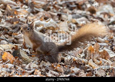 Running, écureuil rouge eurasien, Sciurus vulgaris, National Trust, Brownsea Island, Dorset, Royaume-Uni Banque D'Images