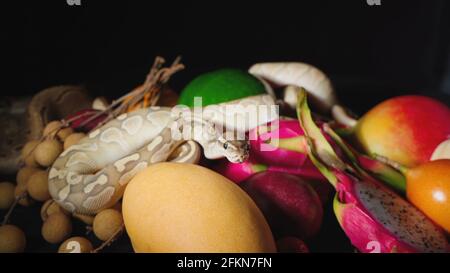 Photo de fruits exotiques et de pythons de balle Banque D'Images