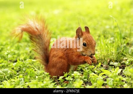 Sciurus. Rongeur. L'écureuil repose sur l'herbe et mange. Magnifique écureuil rouge dans le parc Banque D'Images