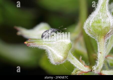 Le charançon de la fleur de fraise Anthonomus rubi est un charançon qui se nourrit des membres des Rosaceae et est un ravageur important de la fraise et de la framboise. Banque D'Images