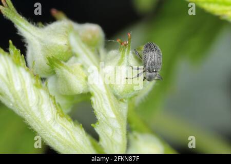 Le charançon de la fleur de fraise Anthonomus rubi est un charançon qui se nourrit des membres des Rosaceae et est un ravageur important de la fraise et de la framboise. Banque D'Images