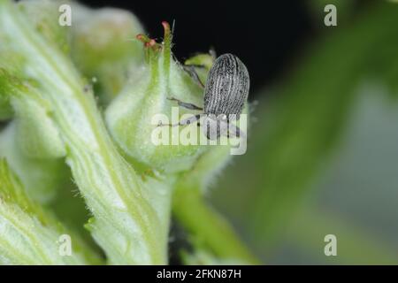 Le charançon de la fleur de fraise Anthonomus rubi est un charançon qui se nourrit des membres des Rosaceae et est un ravageur important de la fraise et de la framboise. Banque D'Images