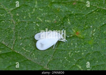 Le chou blanc (Aleyrodes prolétella) sur papaver. C'est une espèce de plantes blanches de la famille Aleyrodidae, parasite de nombreuses cultures. Banque D'Images