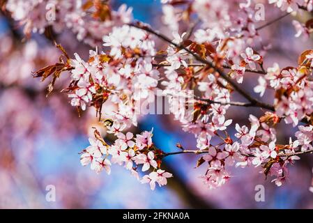 Bourdon survolant de fleurs Sakura roses. L'abeille bourdonneuse est à la recherche de nectar parmi les fleurs de cerisier au printemps. Les abeilles (pollinisateurs) collectent le nectar Banque D'Images