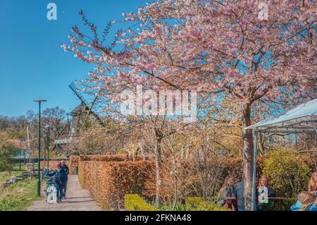 Les gens assis près d'un arbre de Sakura en pleine floraison lors d'une journée chaude ensoleillée. Les cerisiers sont couverts de fleurs roses ou de fleurs roses au printemps comme les gens le soleil Banque D'Images
